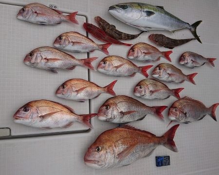 フィッシングボートACE(エース) 釣果