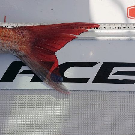 フィッシングボートACE(エース) 釣果