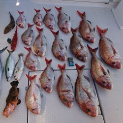 フィッシングボートACE(エース) 釣果