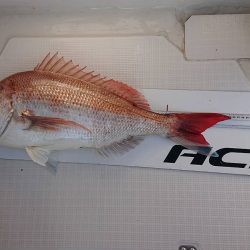 フィッシングボートACE(エース) 釣果