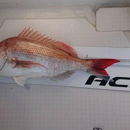 フィッシングボートACE(エース) 釣果