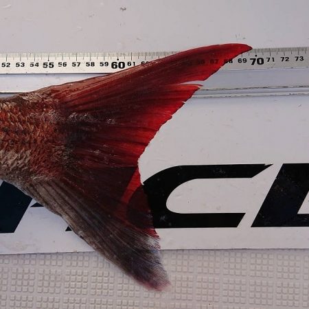 フィッシングボートACE(エース) 釣果