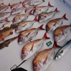 フィッシングボートACE(エース) 釣果