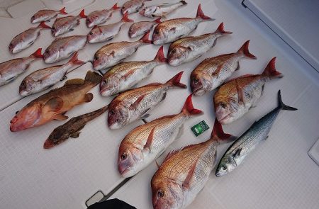 フィッシングボートACE(エース) 釣果