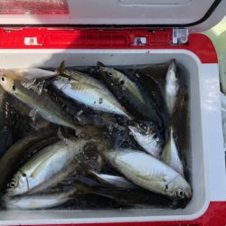 深川 吉野屋 釣果