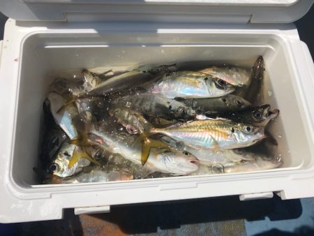 深川 吉野屋 釣果