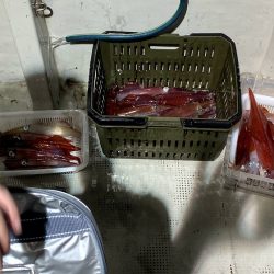 オーシャンズ　京都 釣果