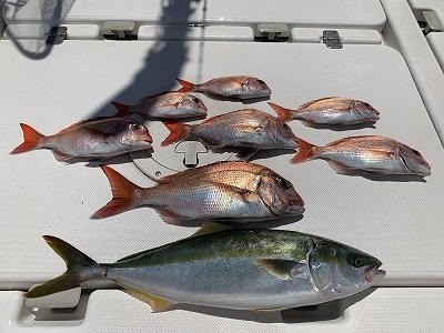 フィシングボートAir(エアー) 釣果