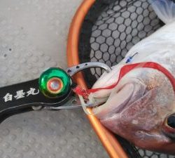 白墨丸 釣果