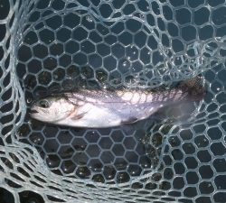 朝霞ガーデン 釣果