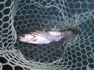 朝霞ガーデン 釣果