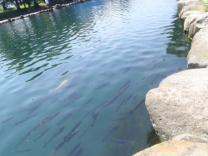 朝霞ガーデン 釣果