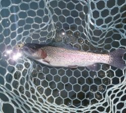 朝霞ガーデン 釣果