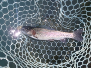 朝霞ガーデン 釣果