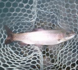 朝霞ガーデン 釣果