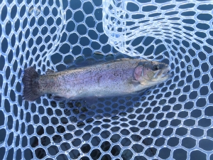 朝霞ガーデン 釣果