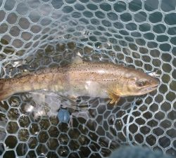 朝霞ガーデン 釣果