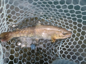 朝霞ガーデン 釣果