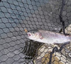 朝霞ガーデン 釣果