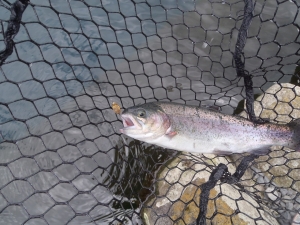 朝霞ガーデン 釣果