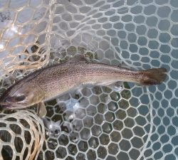 朝霞ガーデン 釣果