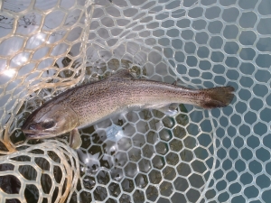 朝霞ガーデン 釣果