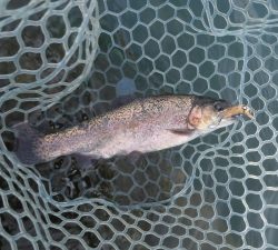 朝霞ガーデン 釣果