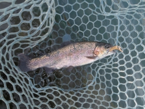 朝霞ガーデン 釣果