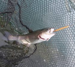 朝霞ガーデン 釣果