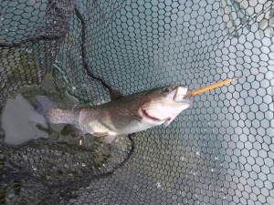 朝霞ガーデン 釣果