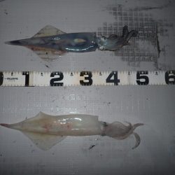 Aquanaut（アクアノート） 釣果