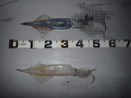 Aquanaut（アクアノート） 釣果