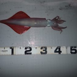 Aquanaut（アクアノート） 釣果