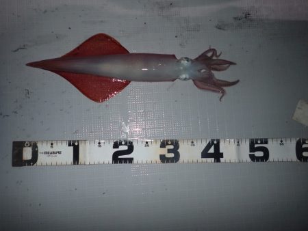 Aquanaut（アクアノート） 釣果