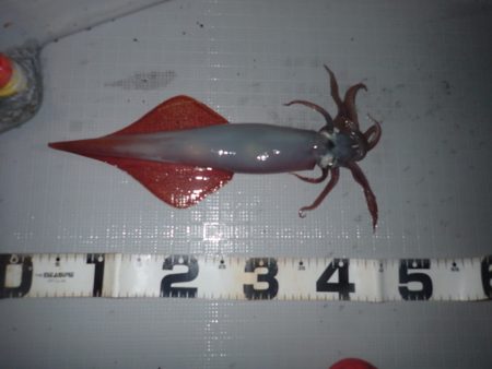 Aquanaut（アクアノート） 釣果