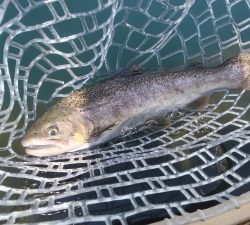 朝霞ガーデン 釣果