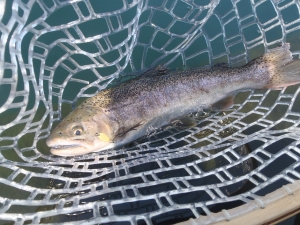 朝霞ガーデン 釣果