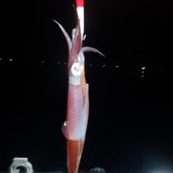 Aquanaut（アクアノート） 釣果