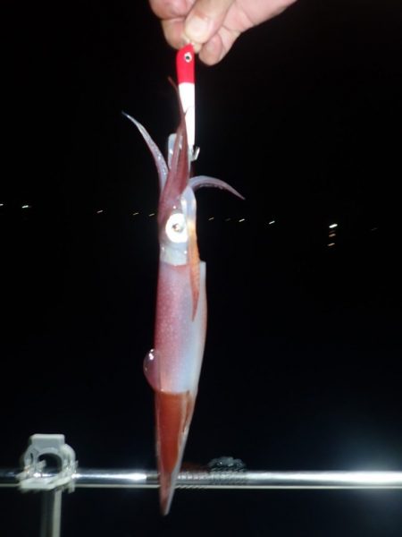 Aquanaut（アクアノート） 釣果