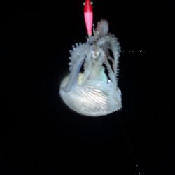 Aquanaut（アクアノート） 釣果