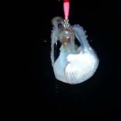 Aquanaut（アクアノート） 釣果