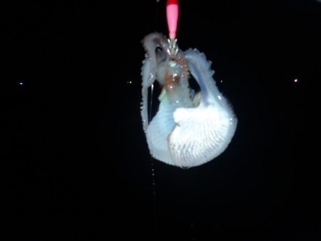 Aquanaut（アクアノート） 釣果