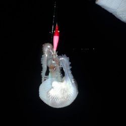 Aquanaut（アクアノート） 釣果