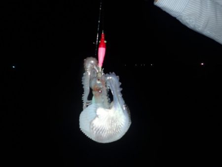 Aquanaut（アクアノート） 釣果