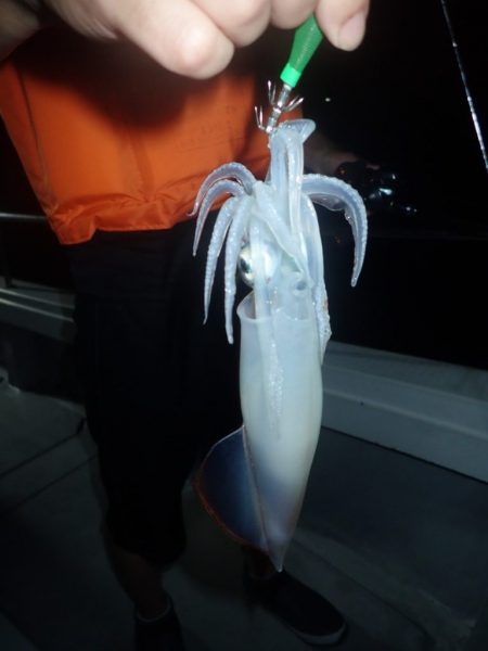 Aquanaut(アクアノート) 釣果