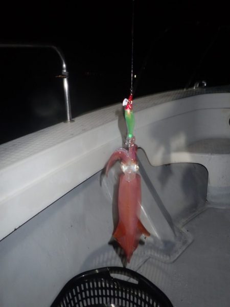 Aquanaut(アクアノート) 釣果