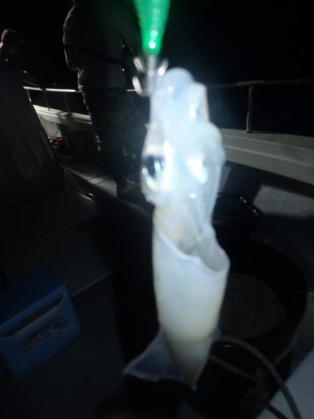 Aquanaut(アクアノート) 釣果