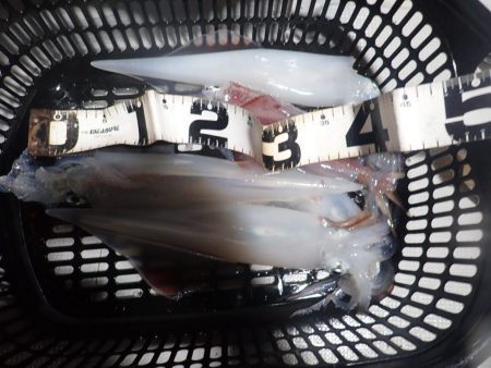 Aquanaut(アクアノート) 釣果