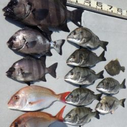 磯部釣船 直栄丸 釣果