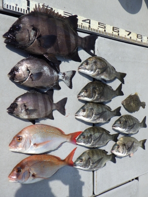 磯部釣船 直栄丸 釣果